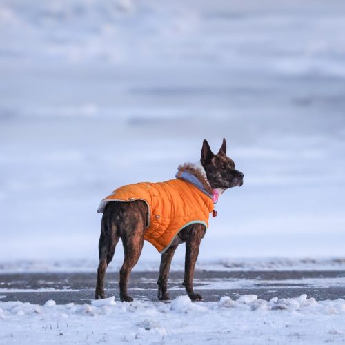 5 Easy Ways to Keep Your Dog Happy and Calm This Winter