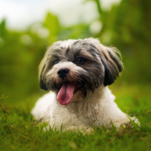 cute havanese lying on green grass 