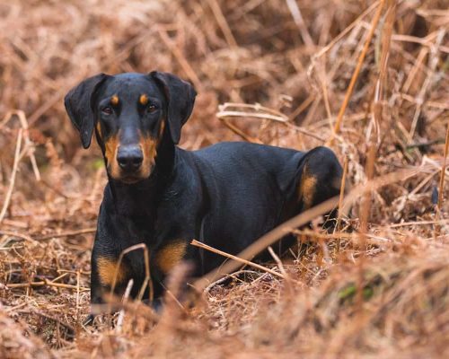 Doberman Pinscher – Temperament, Care, Grooming