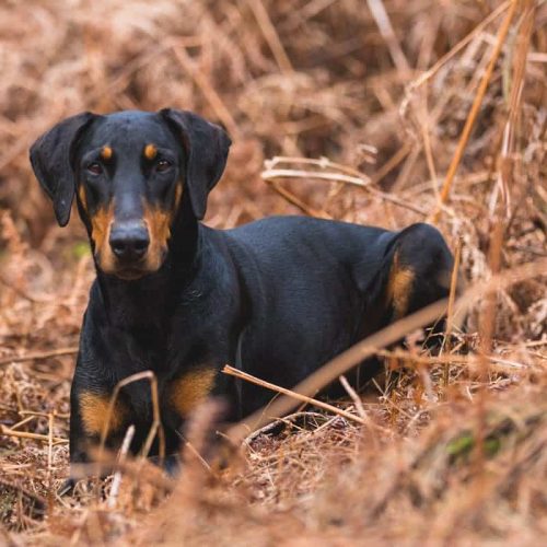 Doberman Pinscher – Temperament, Care, Grooming