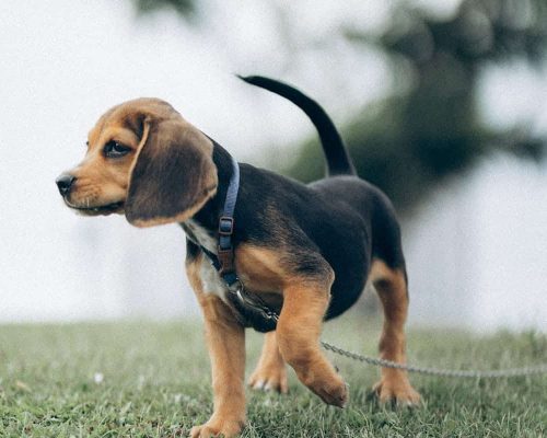 Beagles — Temperament, Care & Everything You Need to Know