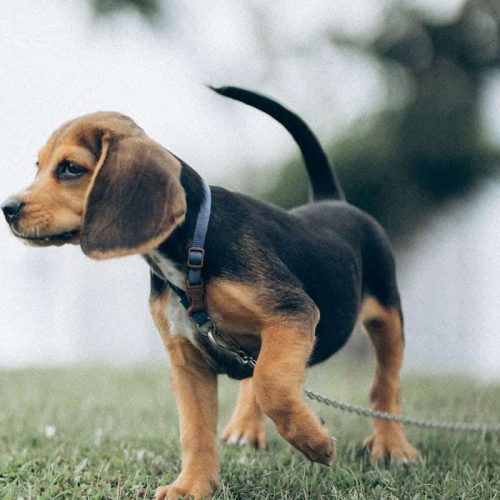 Beagles — Temperament, Care & Everything You Need to Know