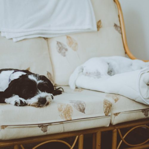 Do Dogs Dream? Why Do Dogs Quiver in their Sleep?