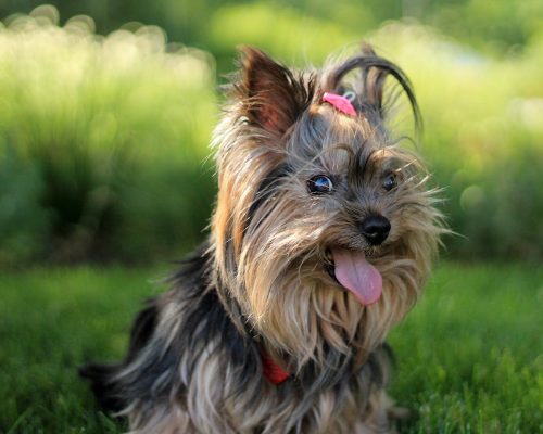 The Yorkshire Terrier: Temperament, Grooming and Care