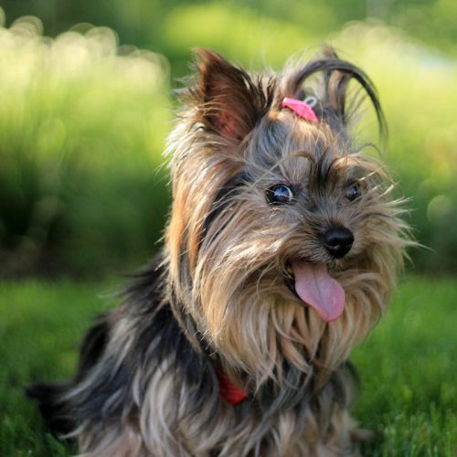 The Yorkshire Terrier: Temperament, Grooming and Care