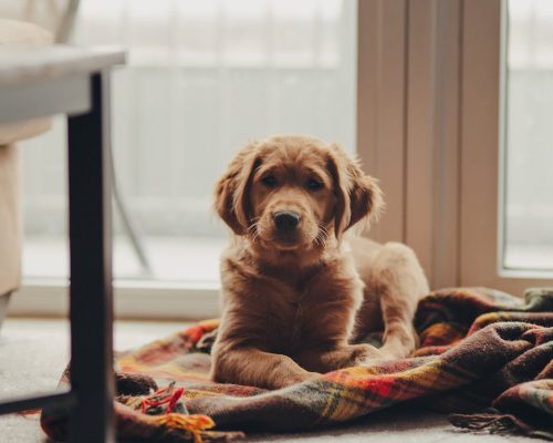 golden retriever names sitting on a blanket