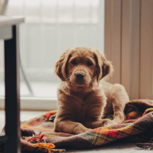 golden retriever names sitting on a blanket