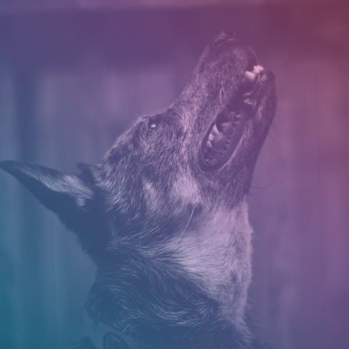 Why Do Dogs Cry or Howl at Night? Uncover the Truth