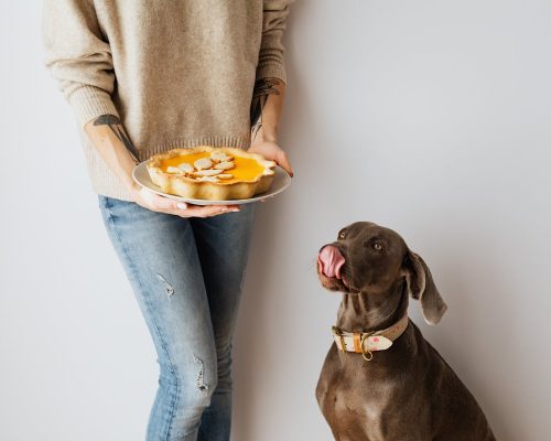 The Dog Food Pyramid Explained: What to Feed Your Pet