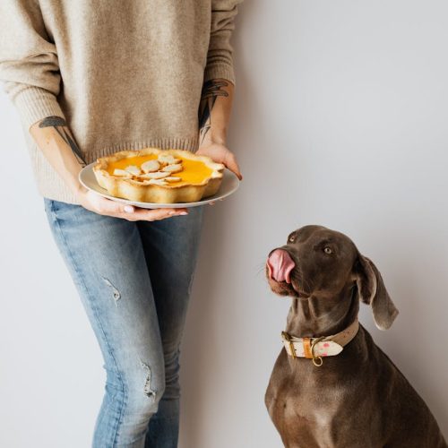 The Dog Food Pyramid Explained: What to Feed Your Pet