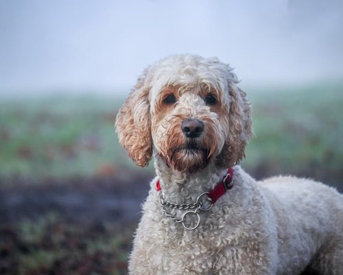 health conditions affecting labradoodles