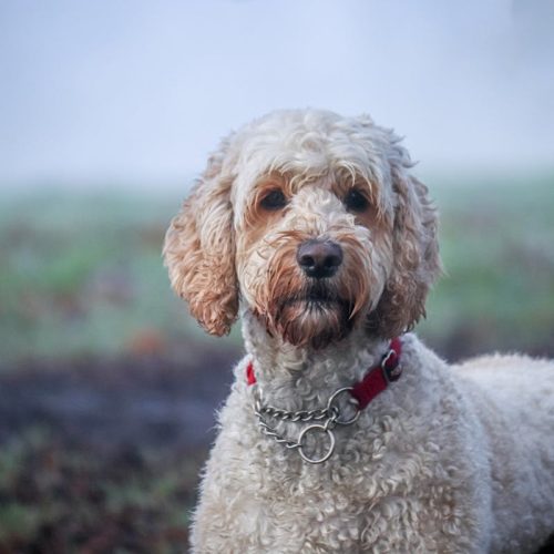 health conditions affecting labradoodles