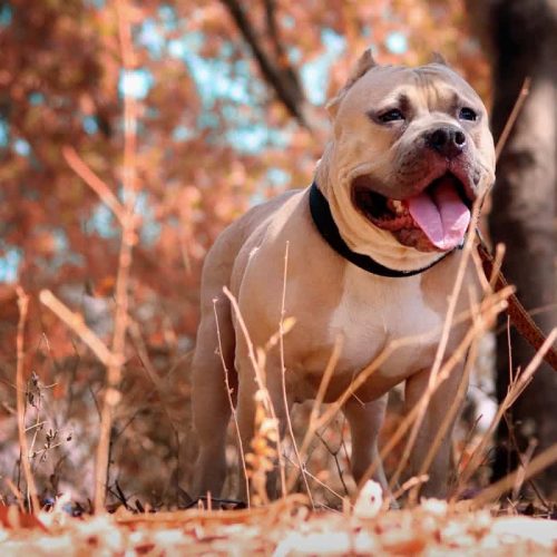 10 Most Aggressive Dogs, Ranked