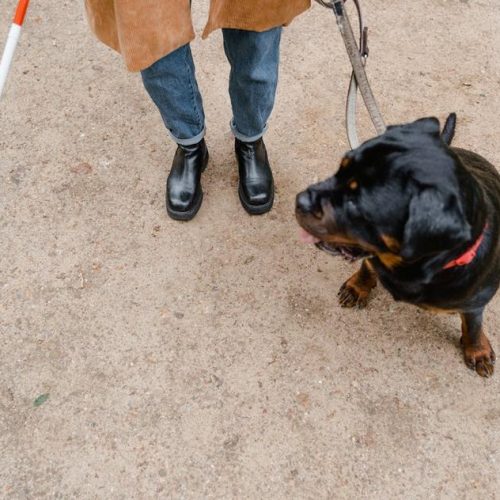 The 10 Best Service Dogs, Ranked