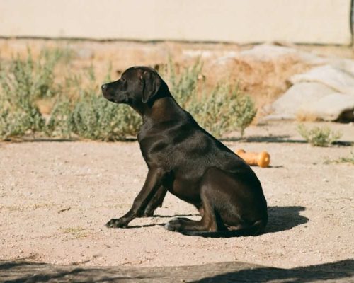 8 Simple Steps to Prevent Dog Obesity Starting Today