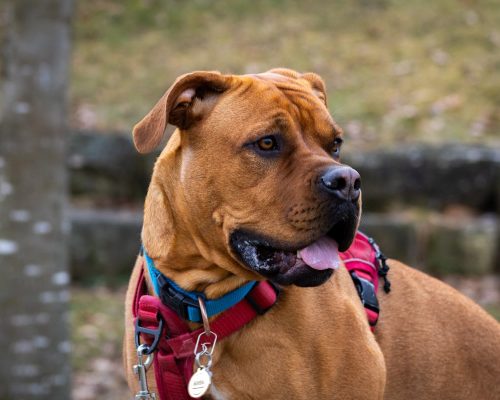 Boxer Dog Breed: Everything You Need to Know