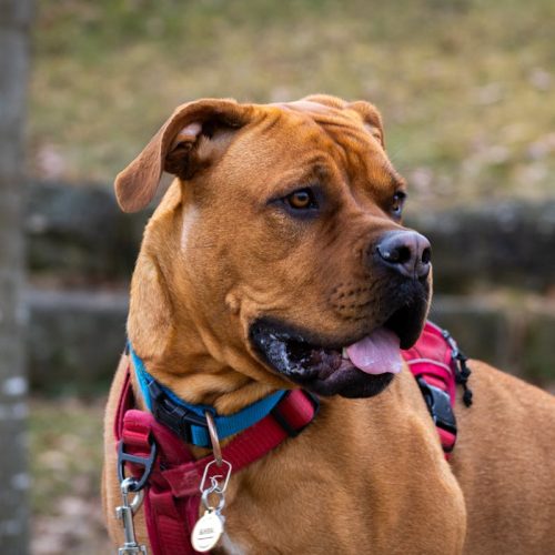 Boxer Dog Breed: Everything You Need to Know