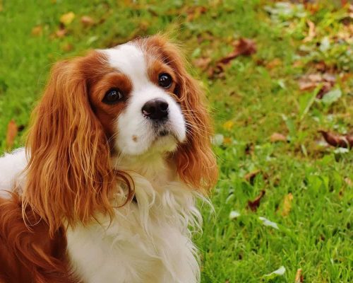 The Cavalier King Charles Spaniel: Care, Grooming and Temperament