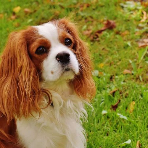 The Cavalier King Charles Spaniel: Care, Grooming and Temperament