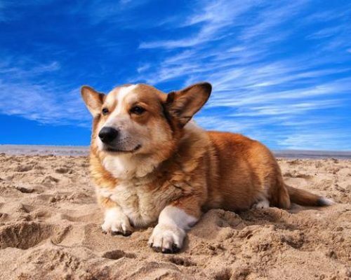 Pembroke Welsh Corgi: Everything You Need to Know