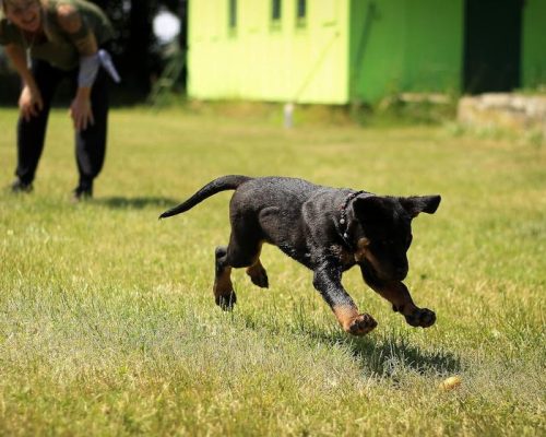 Training a dog