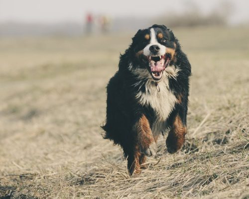 The Bernese Mountain Dog: Everything You Need to Know