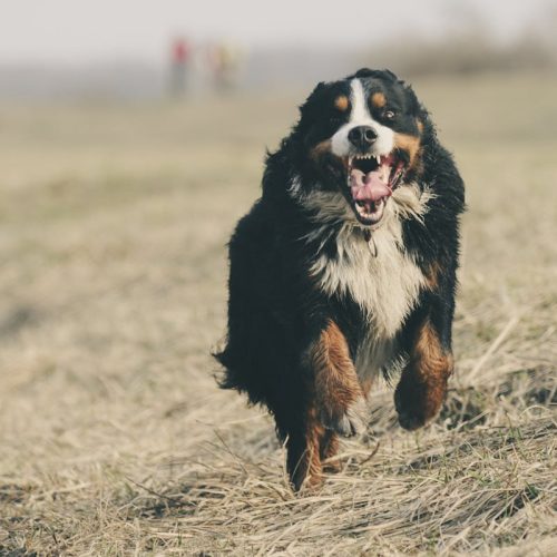 The Bernese Mountain Dog: Everything You Need to Know