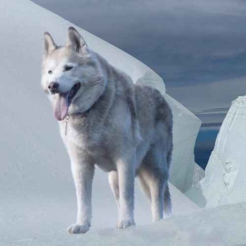 Siberian Huskies – Everything You Need to Know