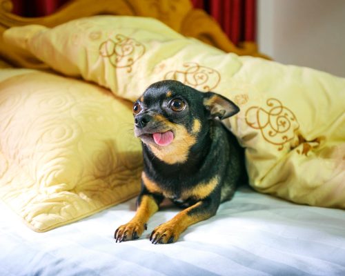 Chihuahua Dog Breed – Temperament, Care and Owning This Breed