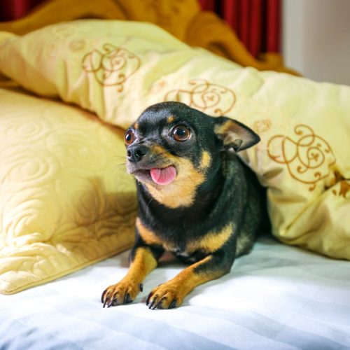 Chihuahua Dog Breed – Temperament, Care and Owning This Breed