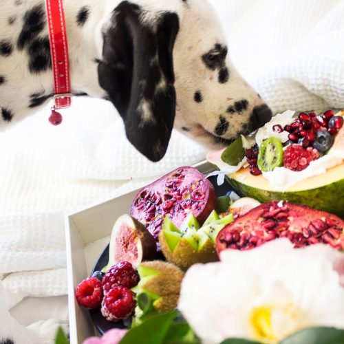 14 Benefits of Feeding Your Dog Raw Food: The Complete Guide