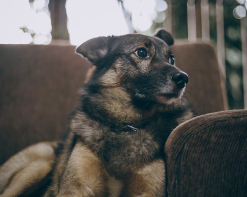 German Shepherd Size: How Big Do They Really Get?