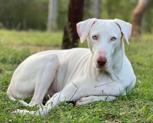 3 Key Causes of Joint Inflammation in Dogs and How to Address Them