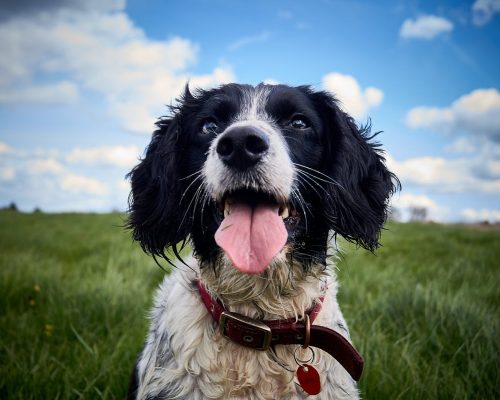 English Springer Spaniel: Everything You Need to Know About Owning This Breed