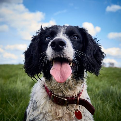 English Springer Spaniel: Everything You Need to Know About Owning This Breed