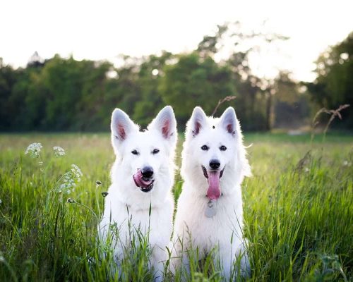 Why Do Dogs Eat Grass? See Reasons Why