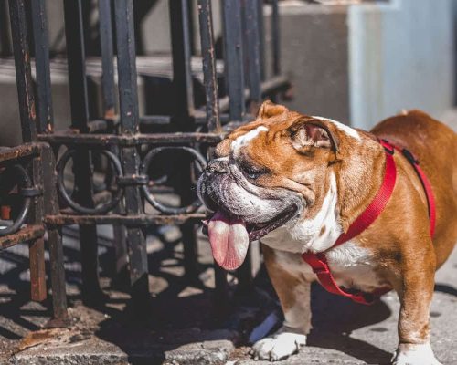 Bulldogs: Temperament, Grooming and Care of this Lovely Breed