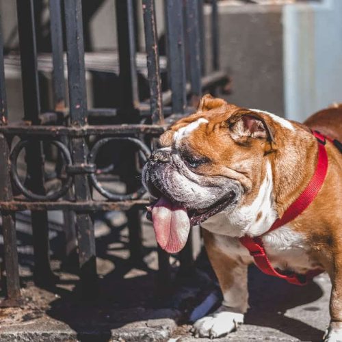 Bulldogs: Temperament, Grooming and Care of this Lovely Breed