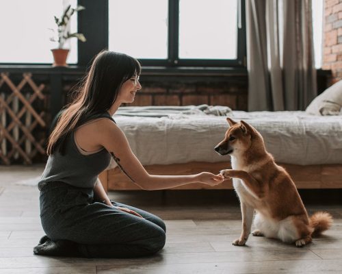 Top 12 Quiet Dog Breeds Perfect for Apartment Living, Ranked