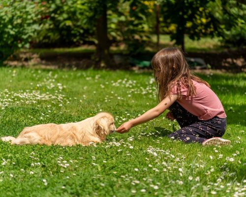 Teaching Children Safe Dog Interactions: A Guide for Parents