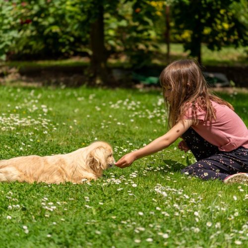 Teaching Children Safe Dog Interactions: A Guide for Parents