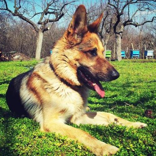 Understanding German Shepherd Temperament and Traits