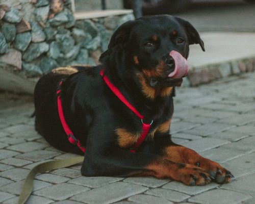 The Rottweiler Dog Breed – Everything You Need to Know