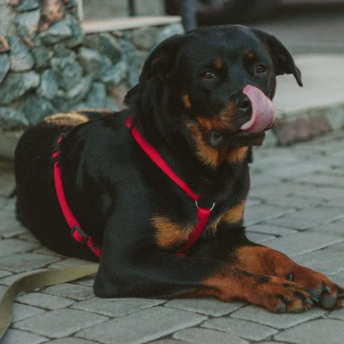 The Rottweiler Dog Breed – Everything You Need to Know