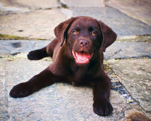 Black labrador retriever with shiny coat