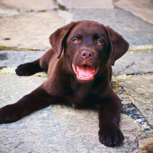 Black labrador retriever with shiny coat