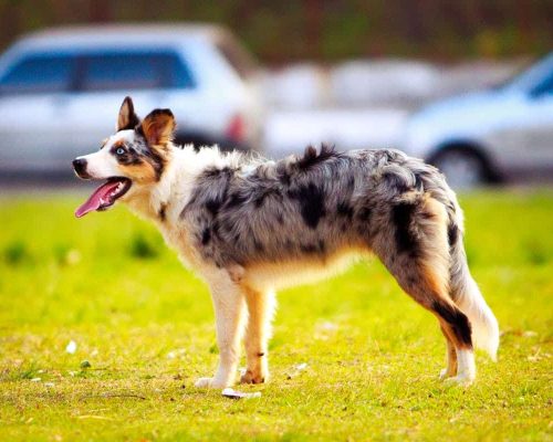 The Australian Shepherd – The Complete Guide to Everything You Need to Know