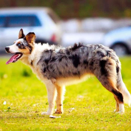 The Australian Shepherd – The Complete Guide to Everything You Need to Know