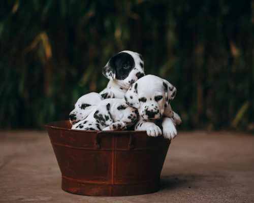 Canine Infanticide: 7 Reasons Why Dogs Kill Their Puppies and How to Prevent It