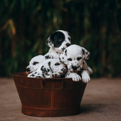 Canine Infanticide: 7 Reasons Why Dogs Kill Their Puppies and How to Prevent It